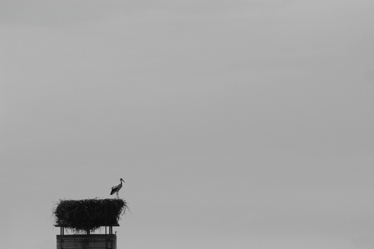 Absolut nix los hier dachte der Storch und flog kurzentschlossen in den Süden