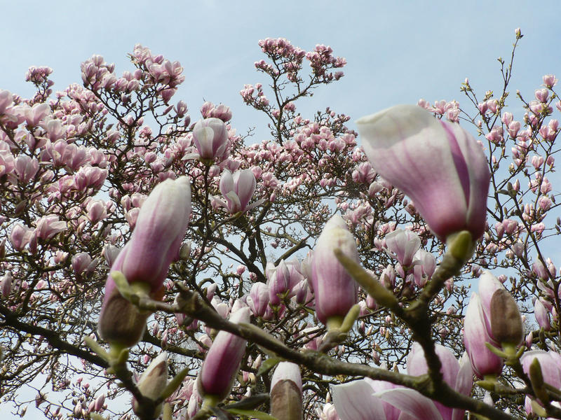 Absolute Lieblingsblüte