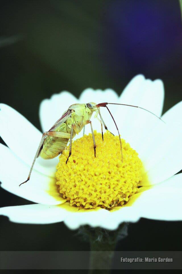 Absorviendo la primavera