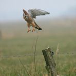 Absprung in den Wind