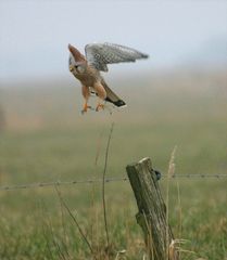 Absprung in den Wind