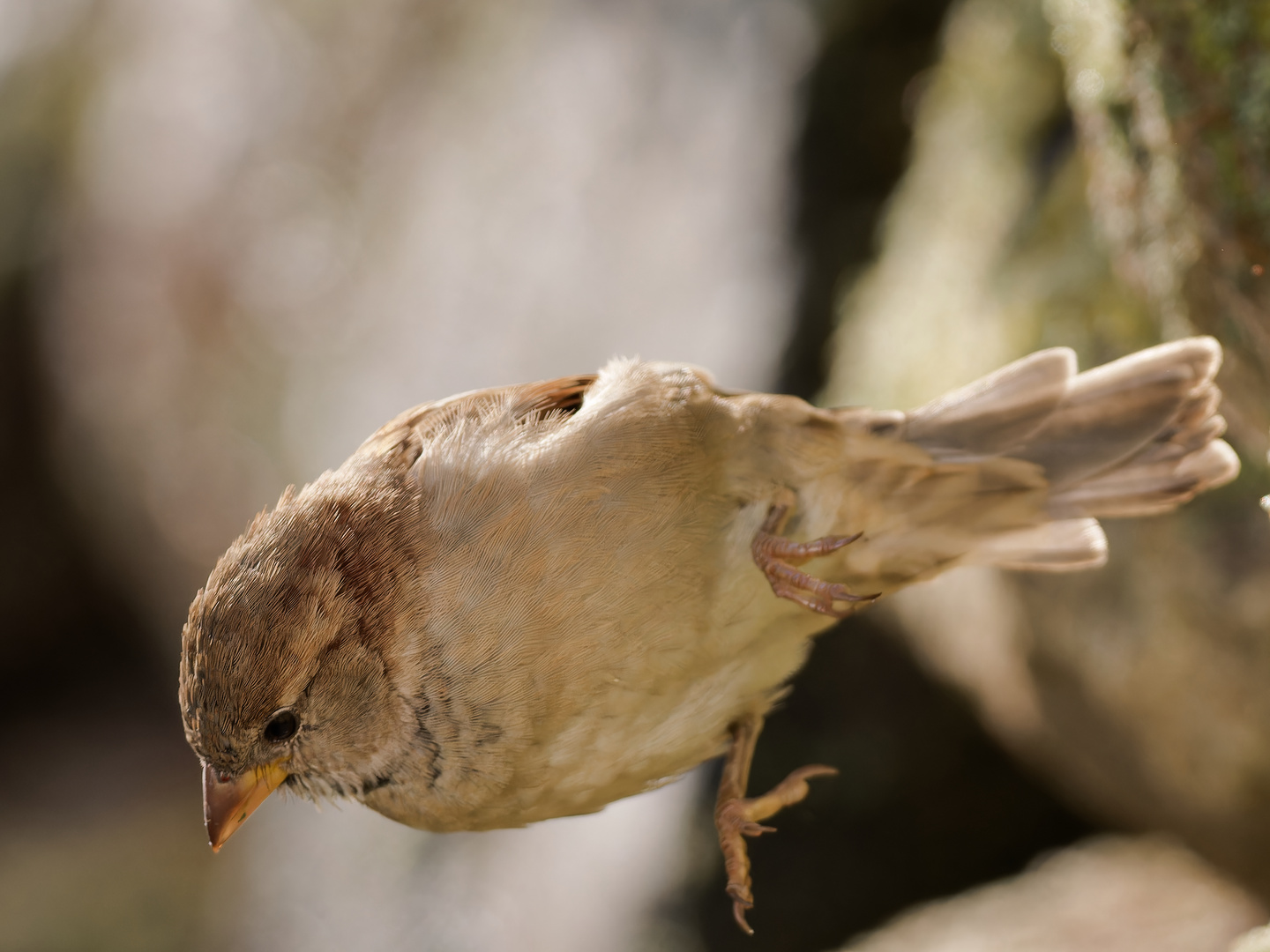 Absprung - Spatz 