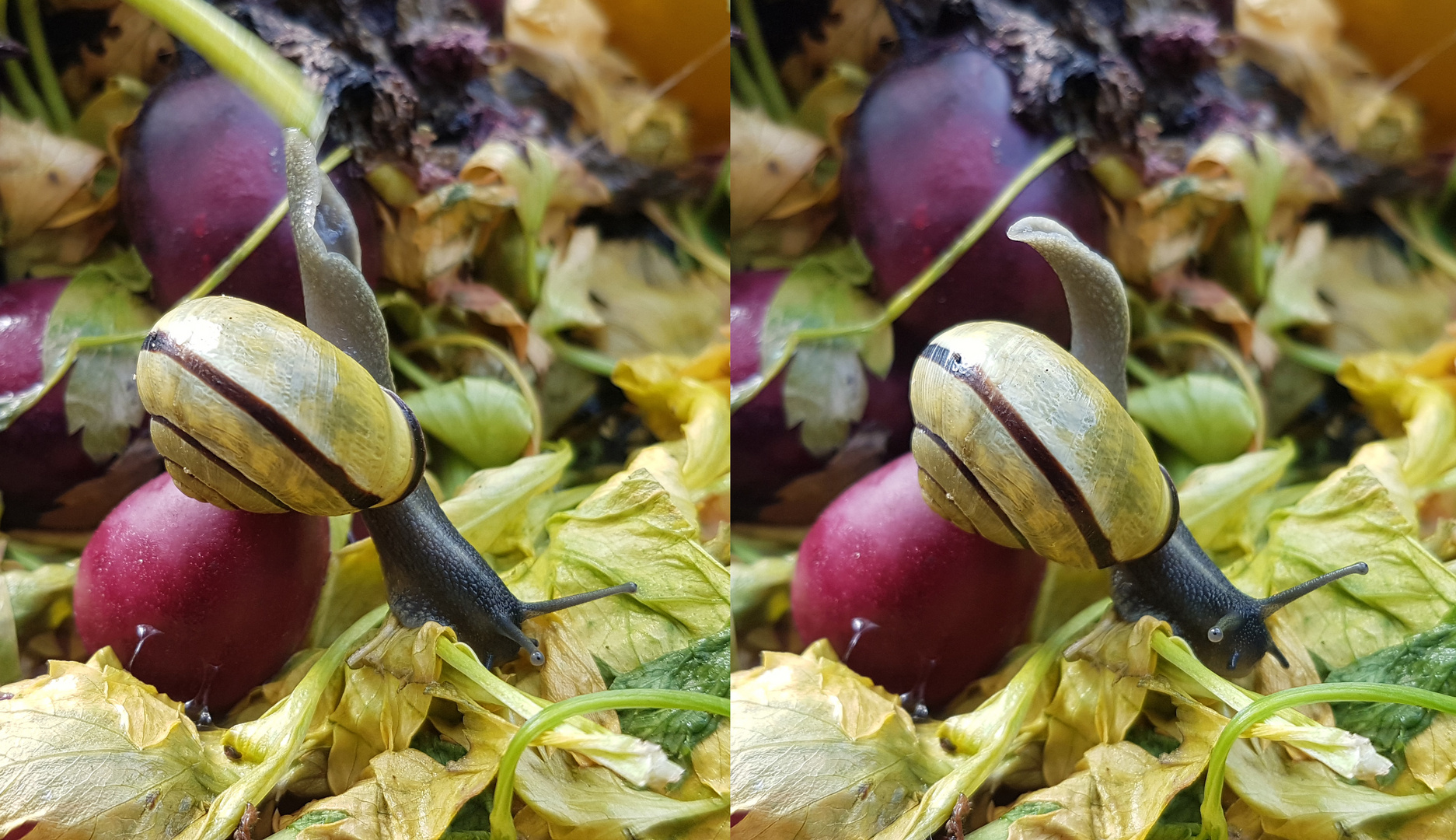 absprung  und punktlandung ! Bänderschnecke (capaea nemoralis)