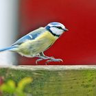 Absprung vom Zaun