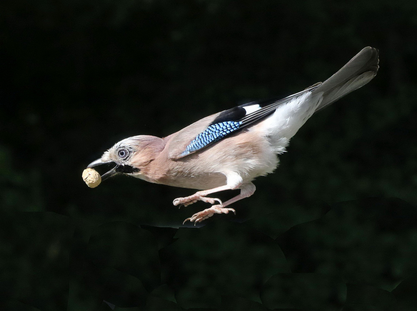 Absprung von Balkonien