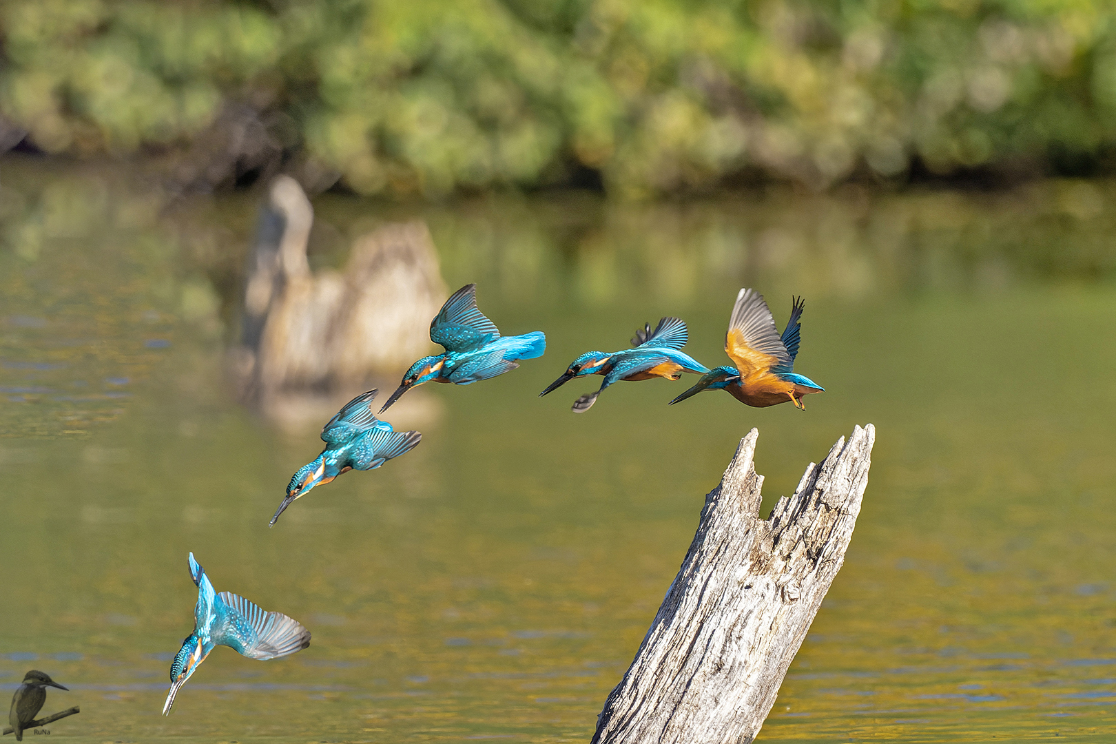 Absprung zum Fischen