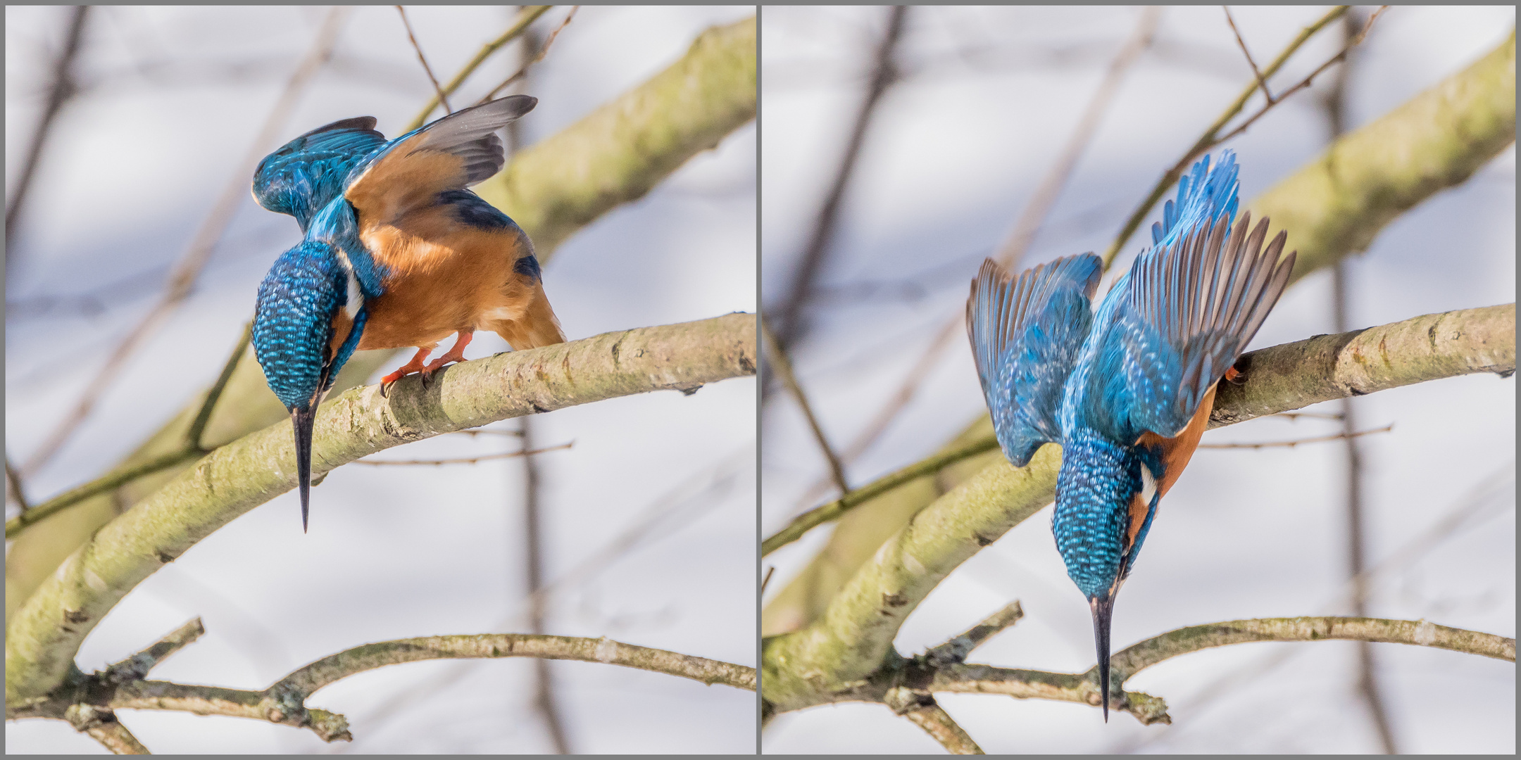 Absprung zur Jagd