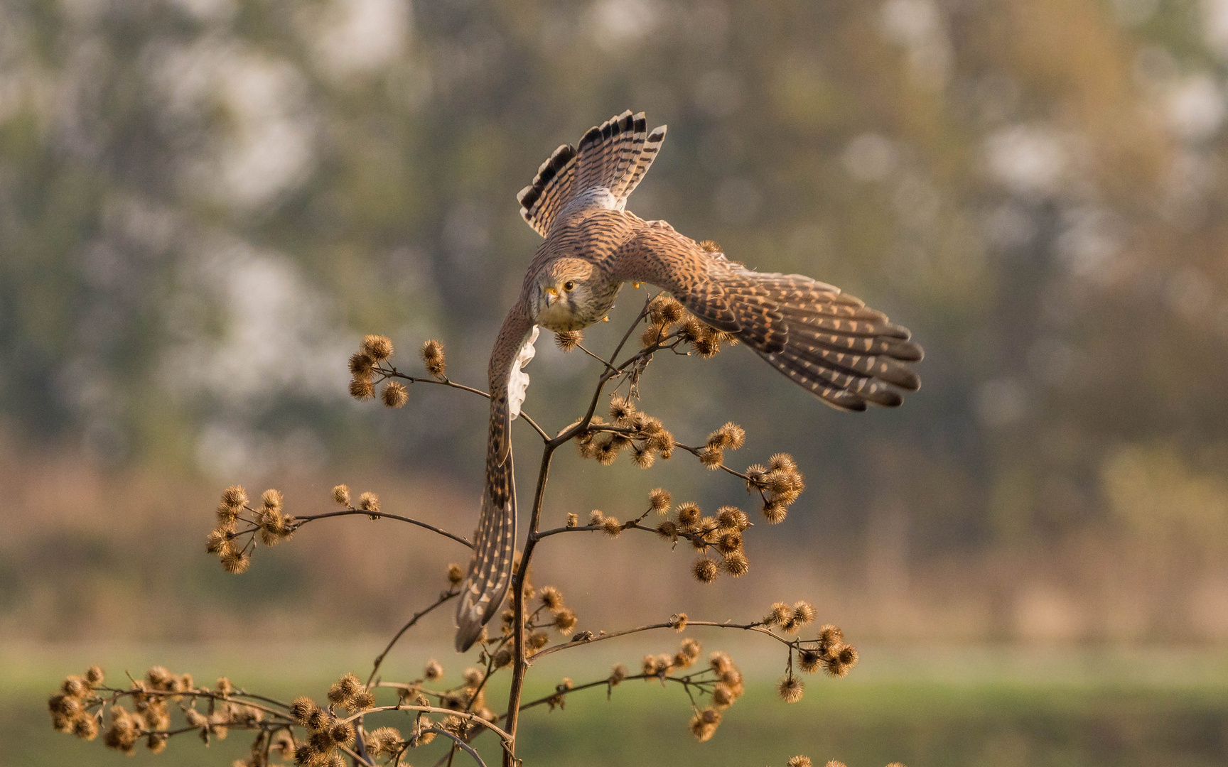 Absprung zur Mäusejagd