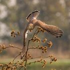 Absprung zur Mäusejagd