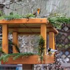 Abstand, auch am Vogelhaus