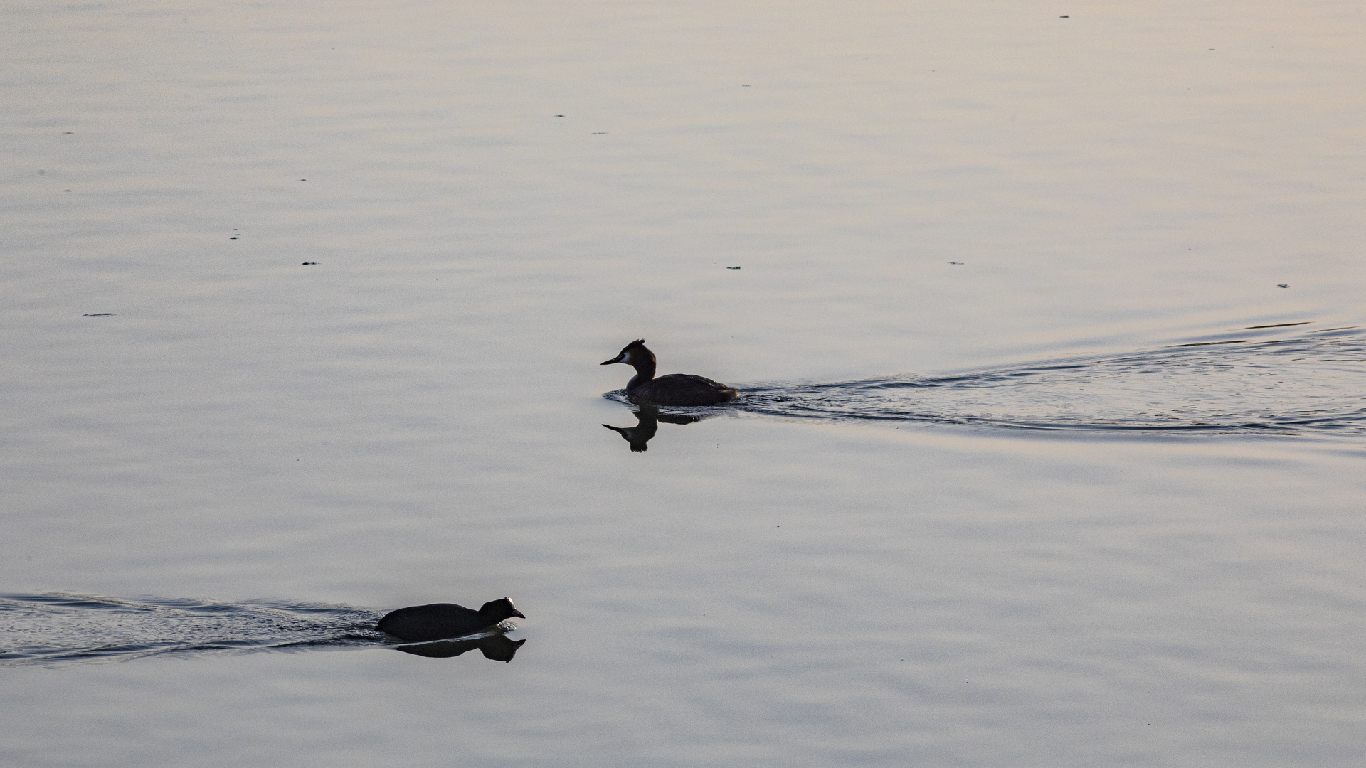 Abstand im Teich