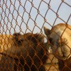 Abstecher auf der Wüstensafari in Dubai bei einer Kamelfarn