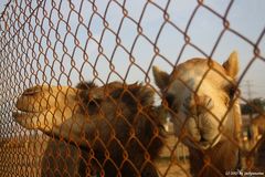 Abstecher auf der Wüstensafari in Dubai bei einer Kamelfarn