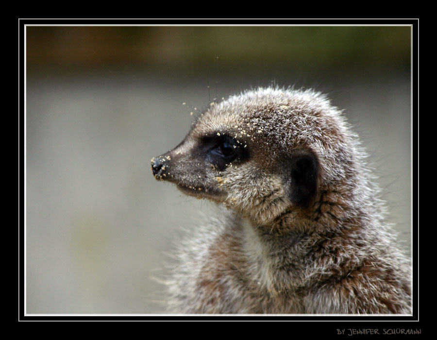 Abstehende Ohren nur im Halbprofil fotografieren...