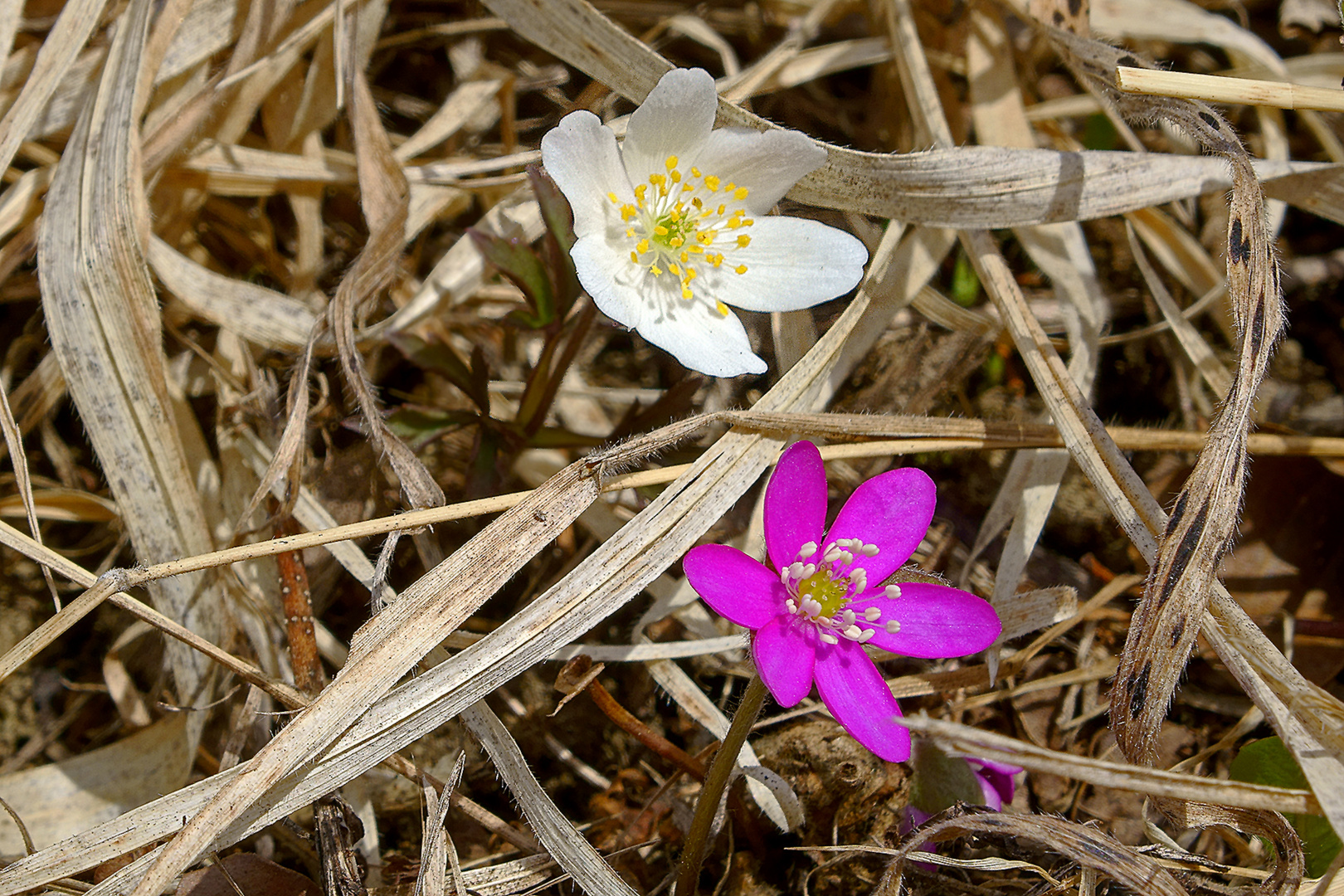 absterben und aufblühen