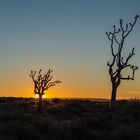 absterbende Köcherbäume am Fish River Canyon (Namibia)