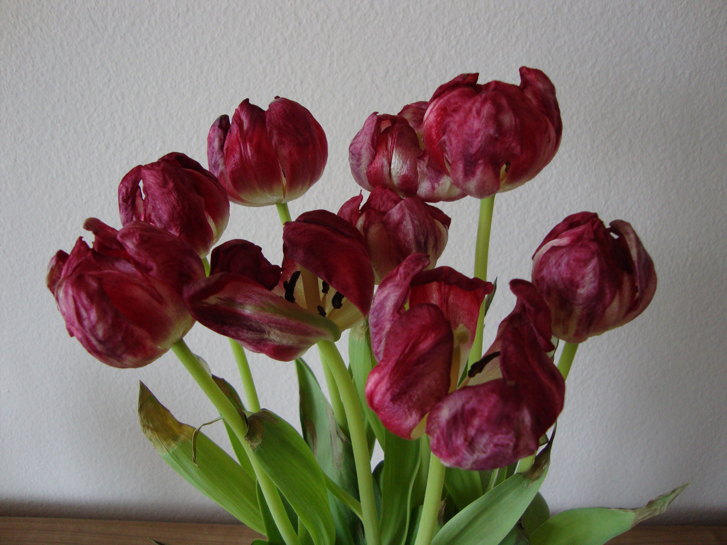 absterbende Tulpen