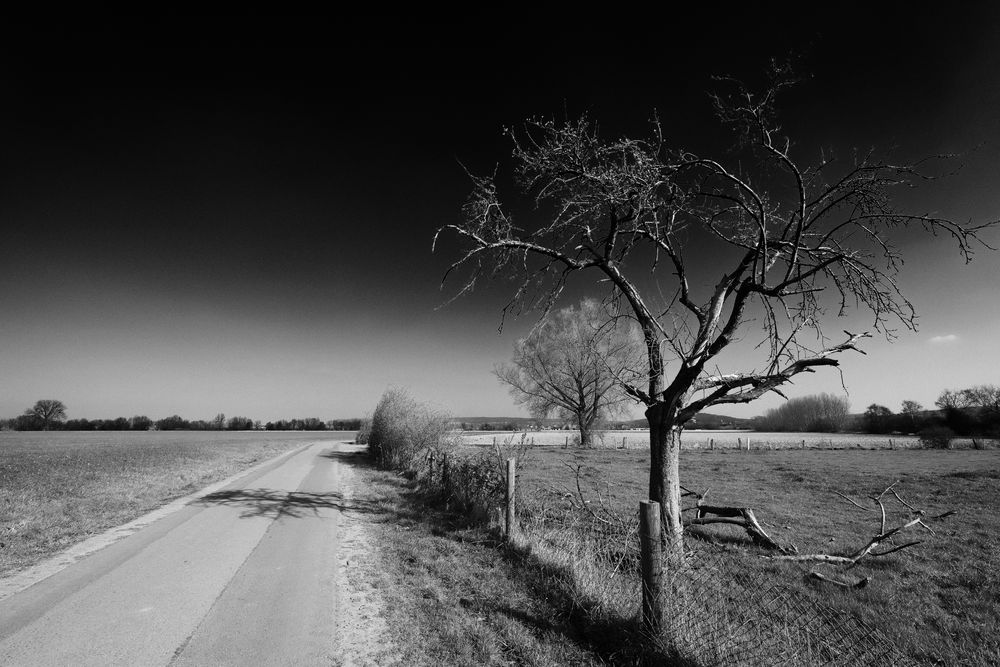 Absterbender Apfelbaum und Straße