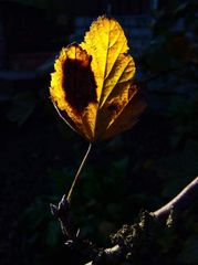 Absterbendes Johannisbeerblatt