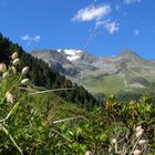 Abstieg Dresdner Hütte Stubaital