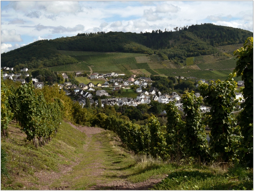 Abstieg durch den sonnigen Rebenhang