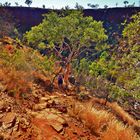 Abstieg in die Dales Gorge