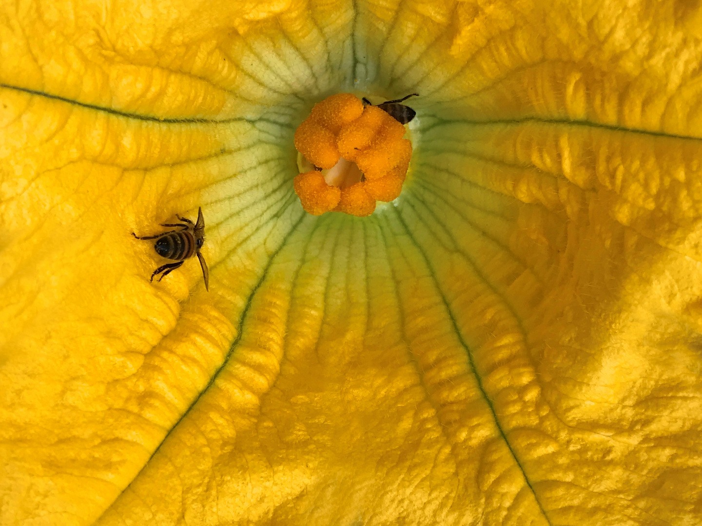 Abstieg in die Kürbis-Blüte