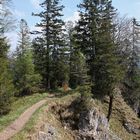 Abstieg vom Heimgarten nach Walchensee am Walchensee (9855_ji)