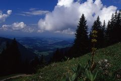 Abstieg vom Hochgrat