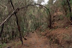 Abstiegvon den Cordara Quellen durch den Nebelwald in den Barranco del Agua