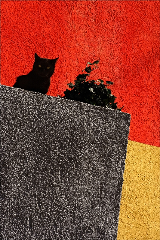 abstract cat