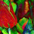 ABSTRACT : FLORA - RED TULIP