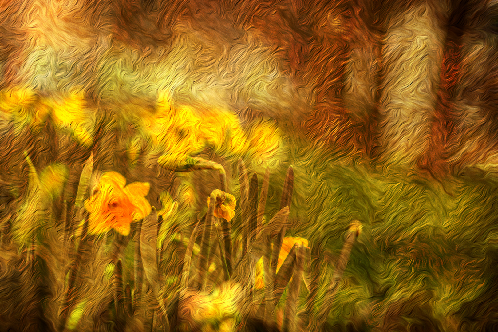 ABSTRACT : FLORA - YELLOW DAFFODILS