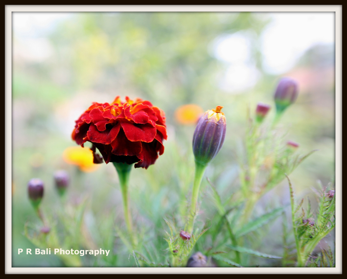 Abstract flower