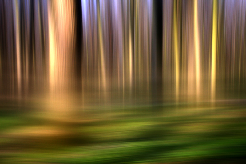 Abstract forest