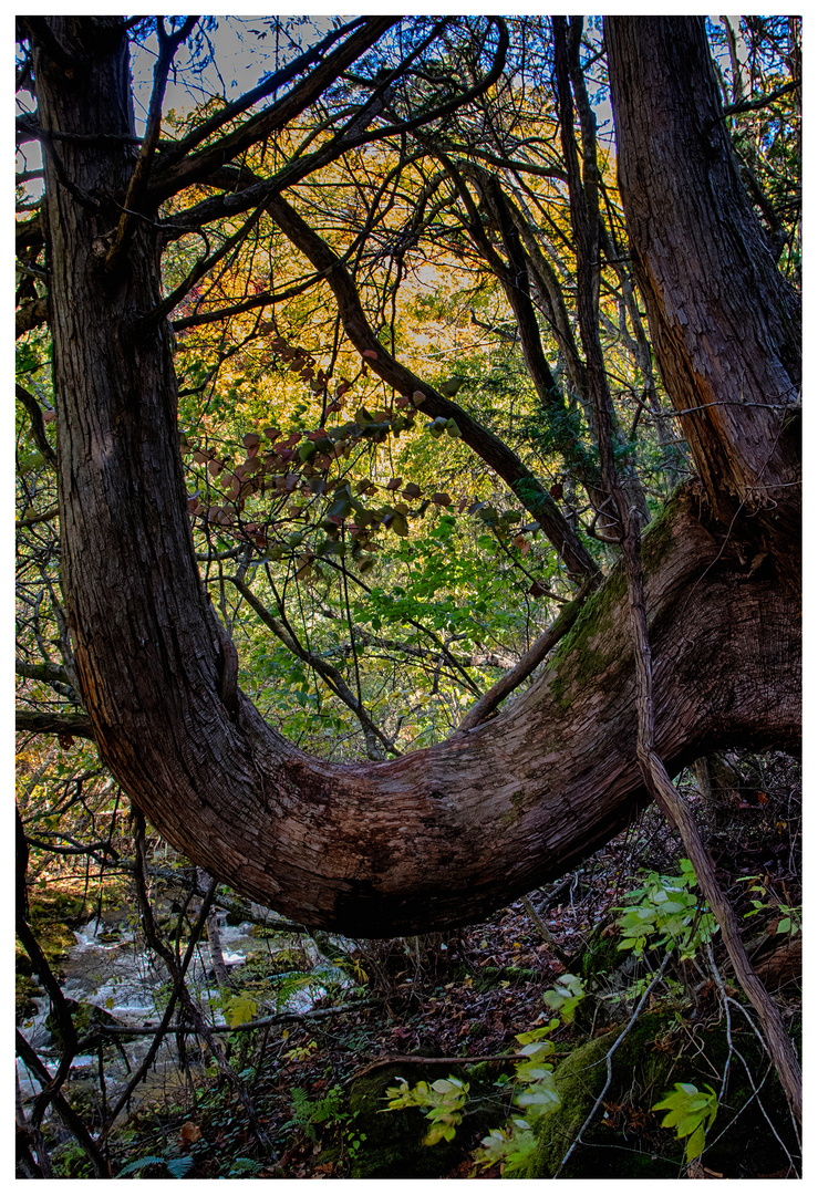 Abstract in forest