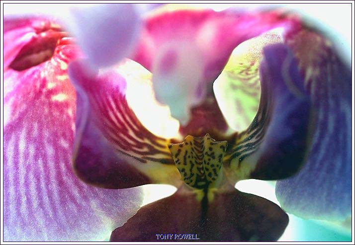 ABSTRACT ORCHID.