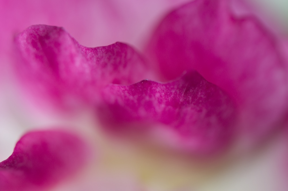 Abstract Pink Rose