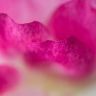 Abstract Pink Rose