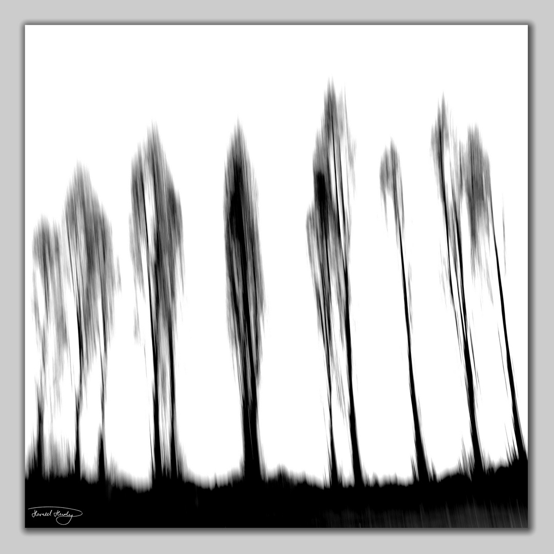 abstract poplars