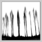 abstract poplars