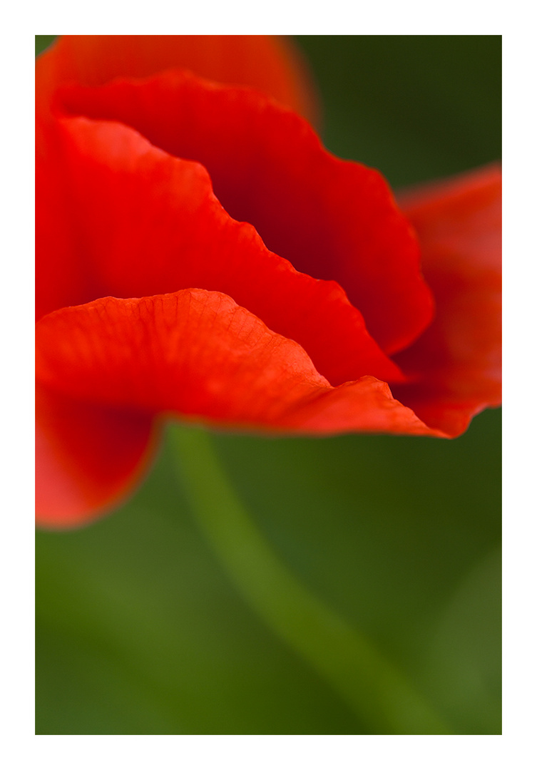 ABSTRACT POPPY BLOSSOM