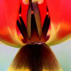 Abstraction tulipienne