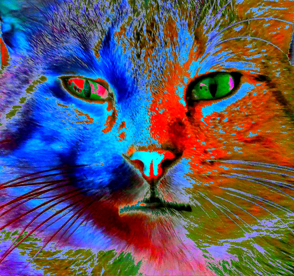 Abstrait tout en couleur Pic à chat... :o))