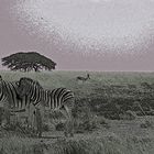 Abstrakt bis Zebra !