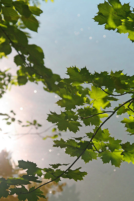 Abstrakt: Licht und Strukturen am Waldsee 1 ~