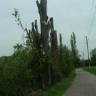 Abstrakte Baumlandschaft in der Eßlinger Furt Au