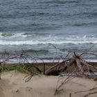 Abstrakte Gebilde auf den Dünen