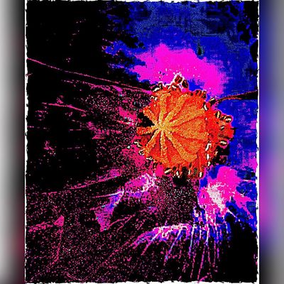 Abstrakte Kreation mit Mohn