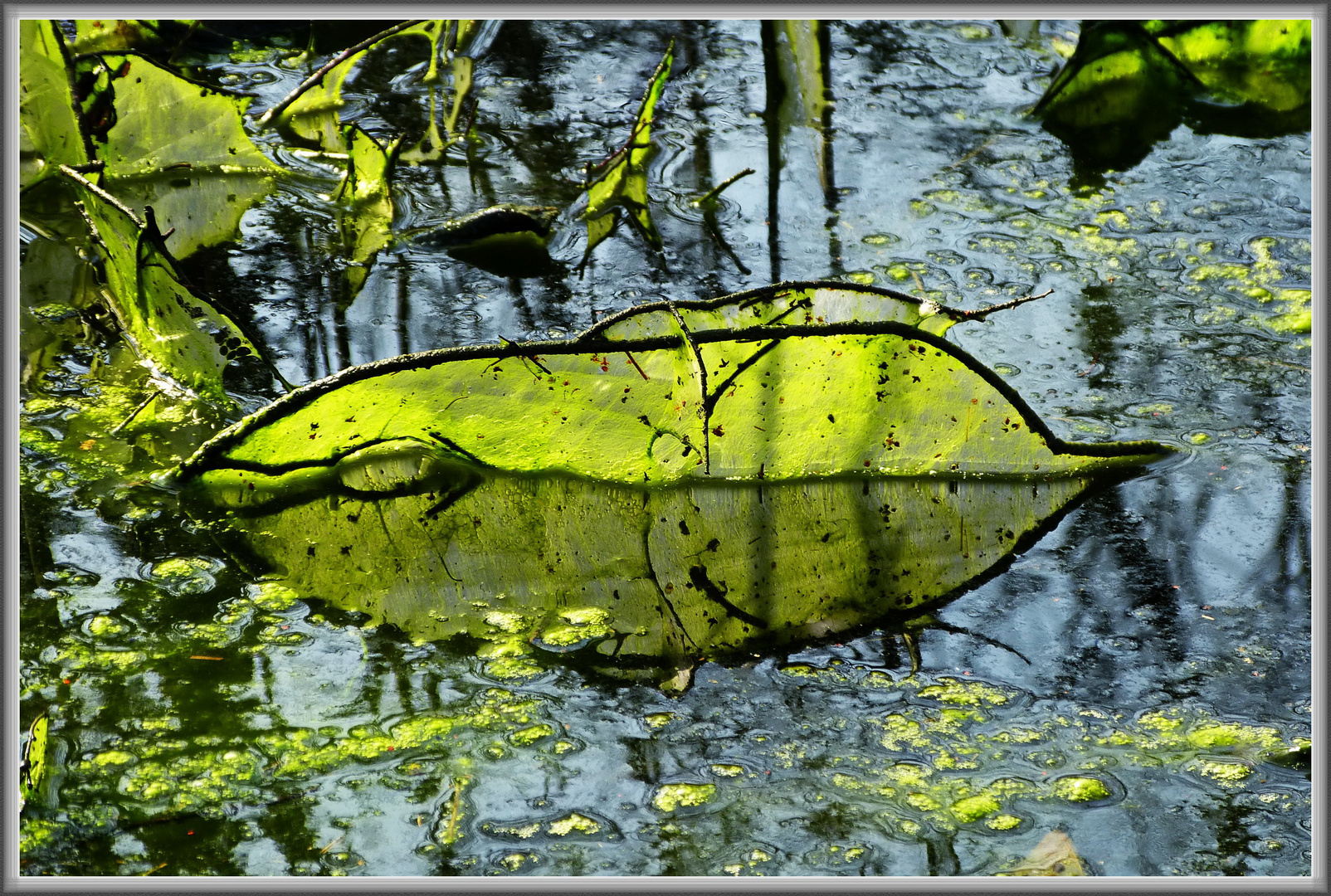 abstrakte Kunst im Tümpel